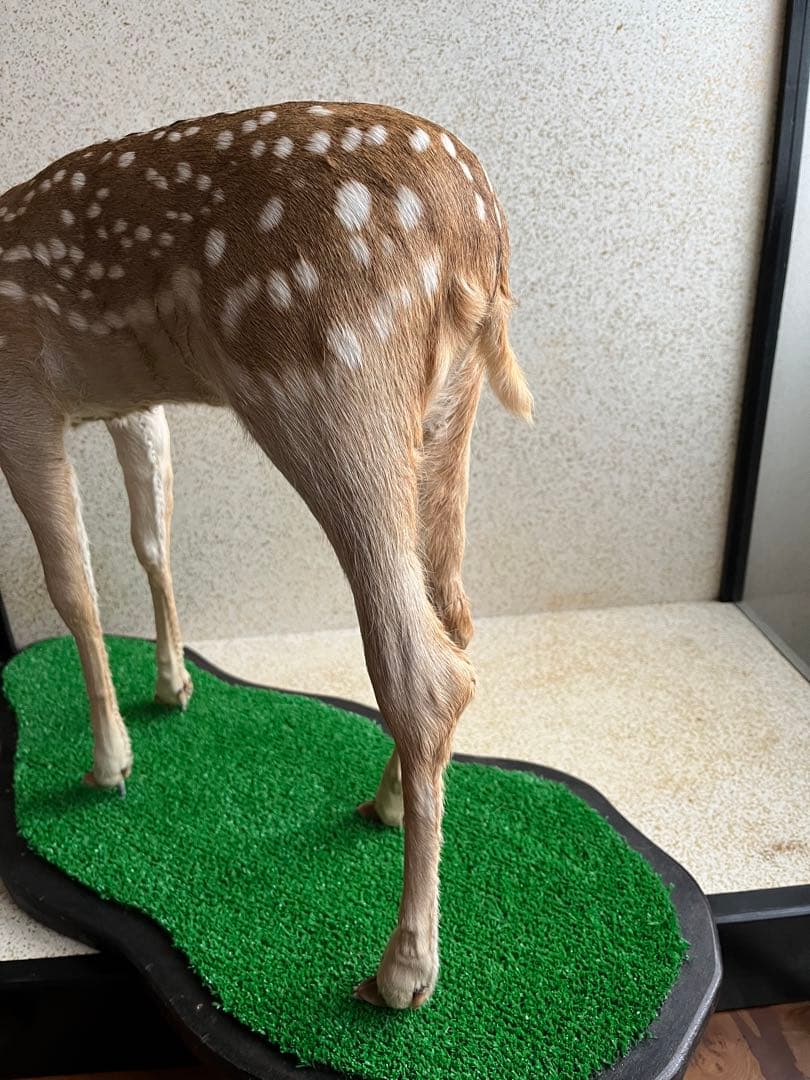 小鹿　子鹿　剥製　北海道より