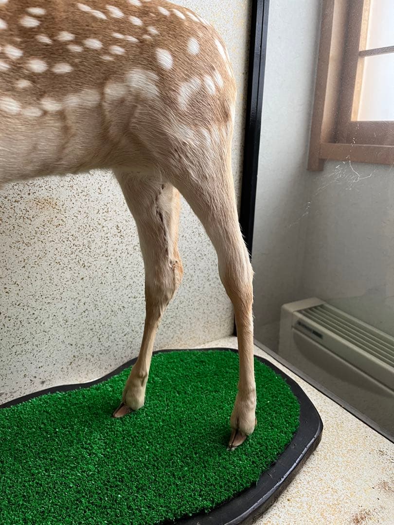 小鹿　子鹿　剥製　北海道より