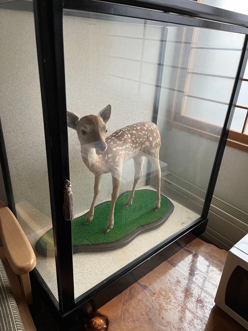 小鹿　子鹿　剥製　北海道より