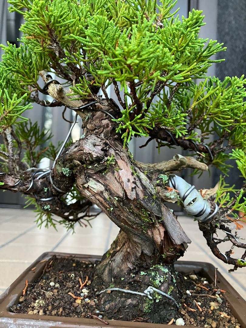 ◉超大特価！ 真柏糸魚川 超極太　極上品　究極の逸品！超お勧め品　早いもの勝ち