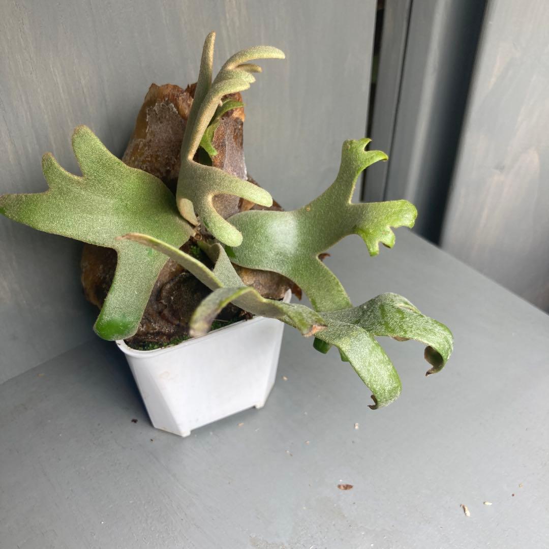 ビカクシタ　ジェイドガール　スポア　ウィリンキー　jade girl