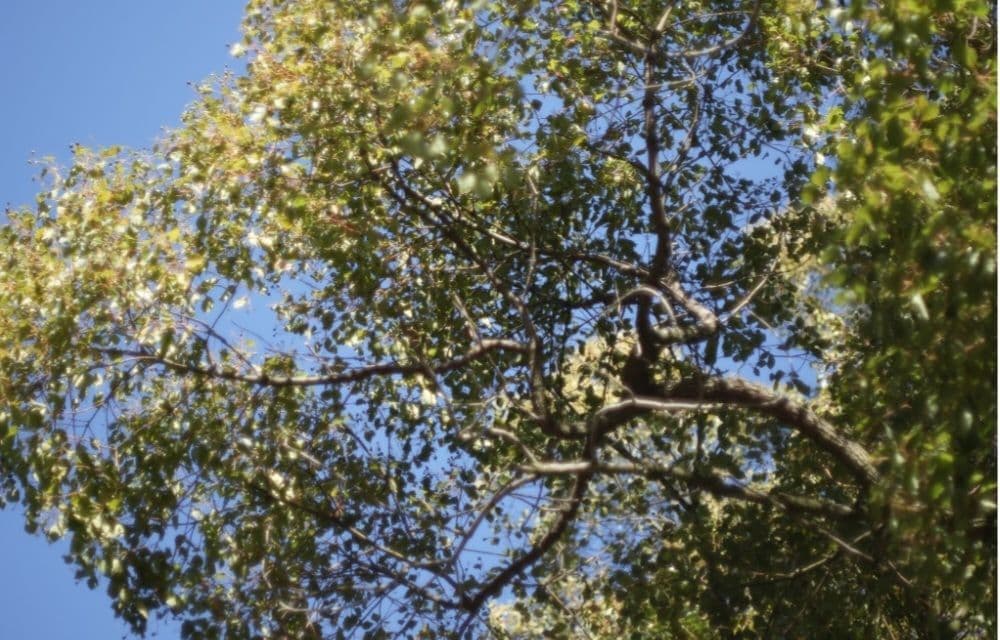 ☆最終値下げ☆ルサール　MP-2 20ｍｍ　f５.6 超希少レンズ