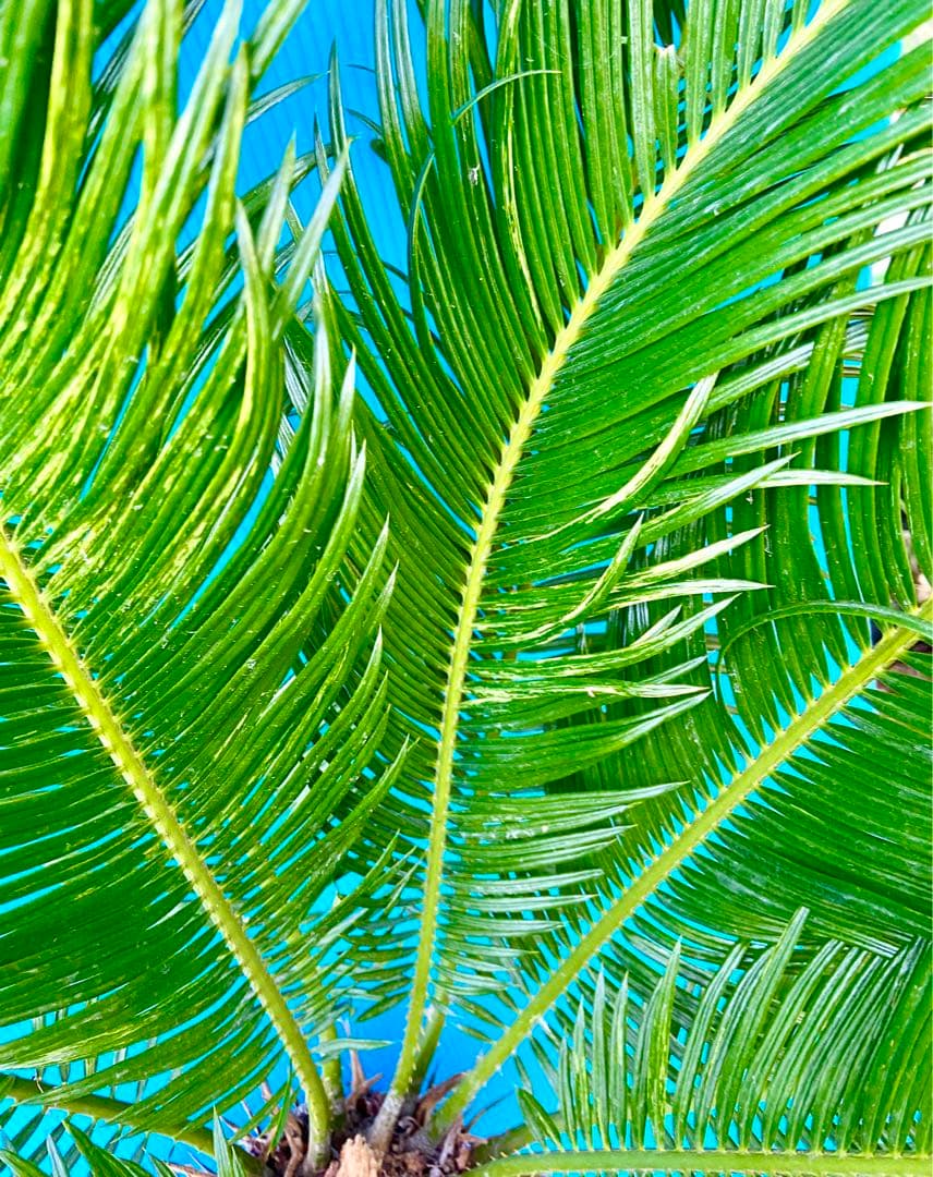 mania☺️様用　斑入りソテツ　【奄美大島】耐寒性