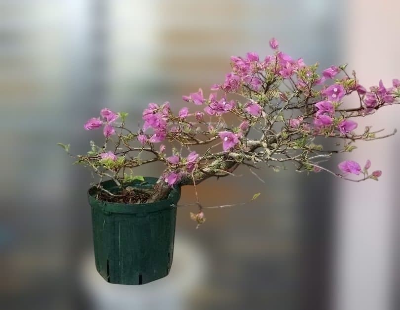 ブーゲンビリア　盆栽用　No12