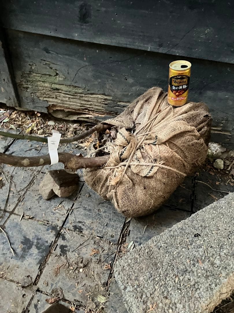 61 山採り　ヤマモミジ