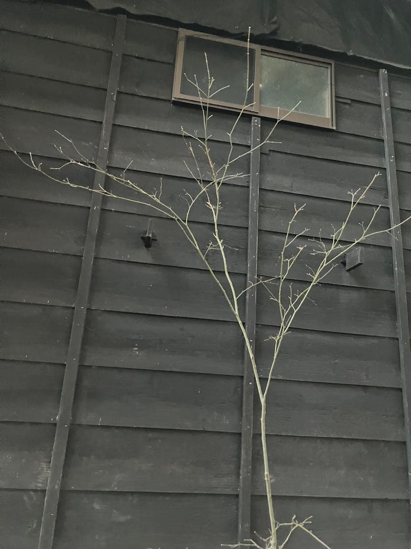 61 山採り　ヤマモミジ