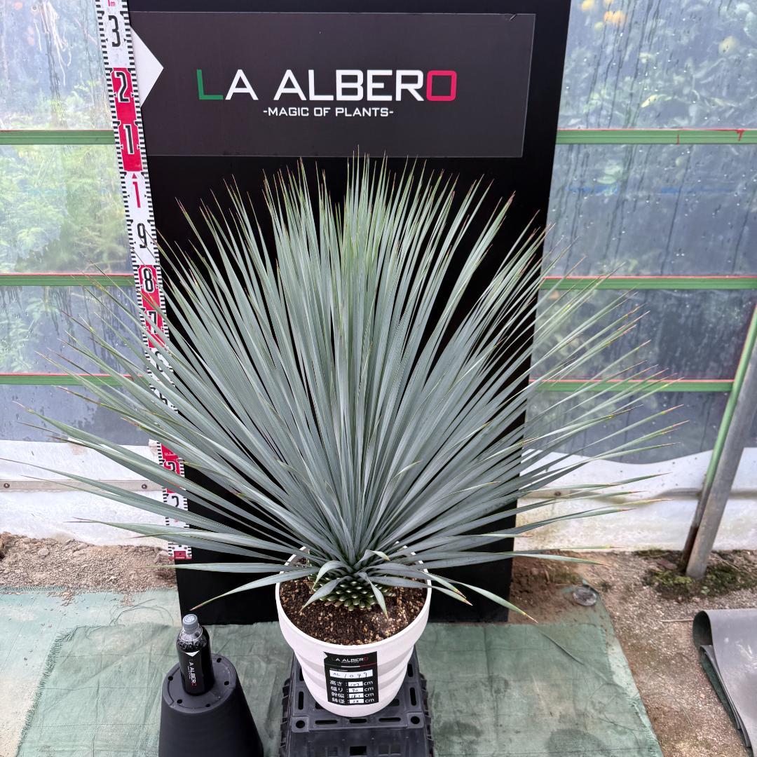 【AL1049】ユッカ　ロストラータ　ランチョブルー　数量限定販売