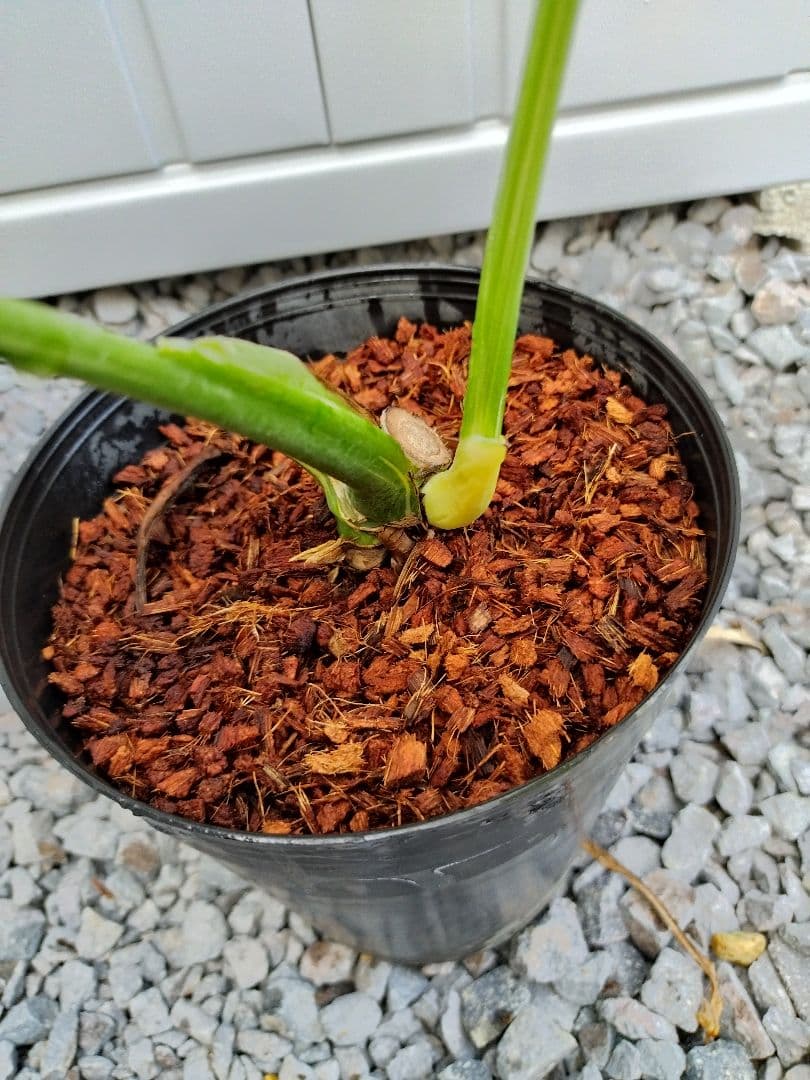 斑入りモンステラA9 タイコンデリシオーサ　鉢ごと発送