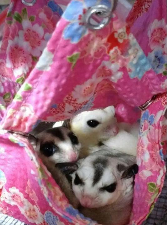 モモンガハウス（りんご柄） 夏仕様  涼しい夏生地を使用❗️ 1600円