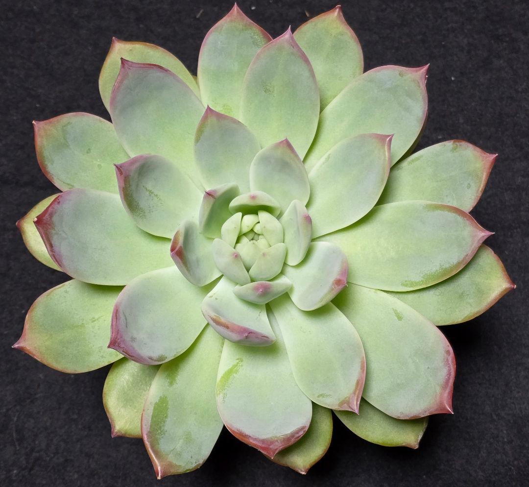 【超特大株】中里リンゼアナ実生　札付き