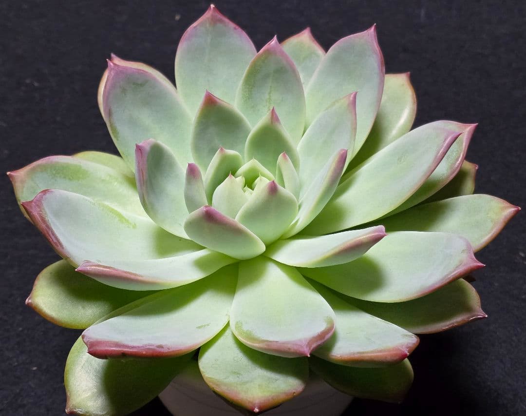 【超特大株】中里リンゼアナ実生　札付き