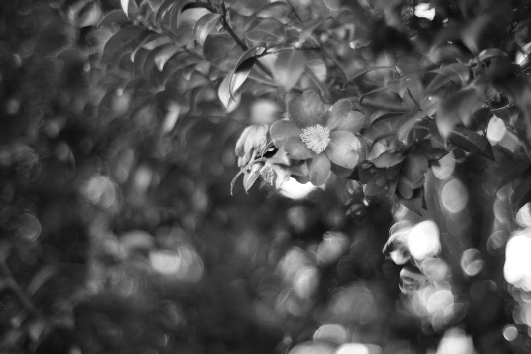 レンズ(単焦点) Carl Zeiss Planar T* 50mm F1.4 ZE