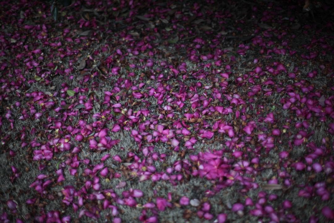 レンズ(単焦点) Carl Zeiss Planar T* 50mm F1.4 ZE