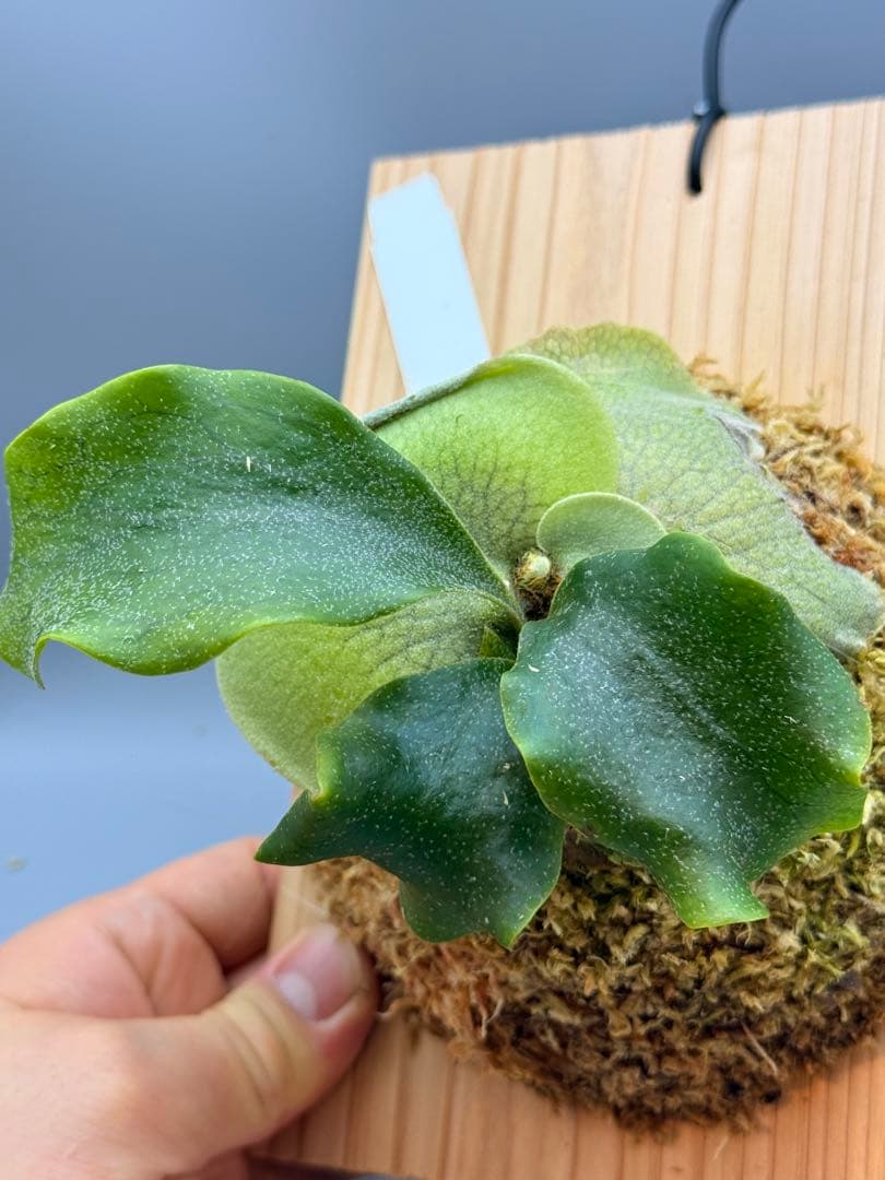 ビカクシダP. White Hillii spore Black select