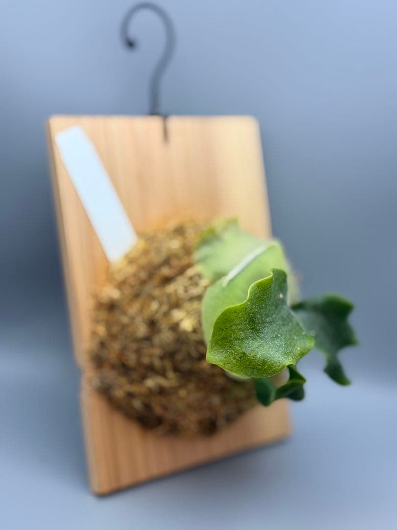 ビカクシダP. White Hillii spore Black select