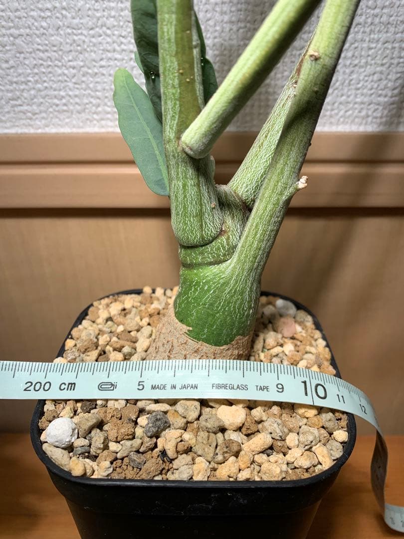 作り込み株 アデニア ペチュエリー　プレステラ110