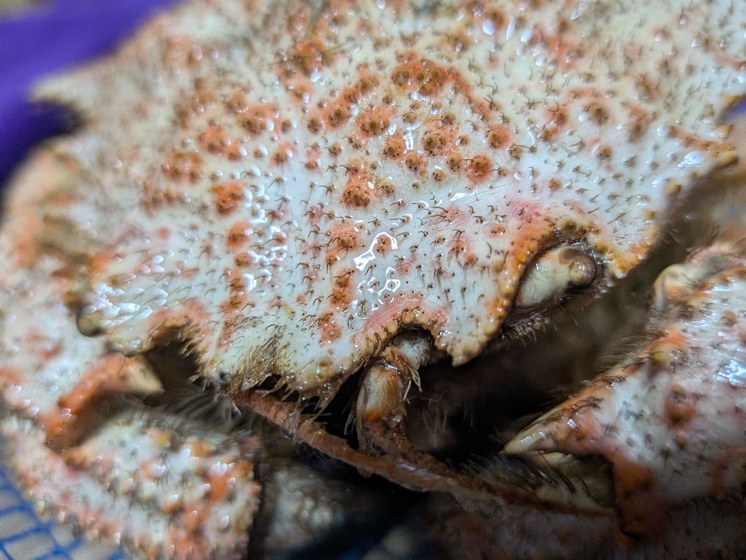 立体リアル標本飾り　トゲクリガニ　クリガニ　青森県産　陸奥湾　ガラスケース入り品