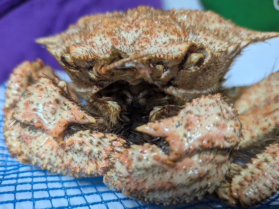 立体リアル標本飾り　トゲクリガニ　クリガニ　青森県産　陸奥湾　ガラスケース入り品