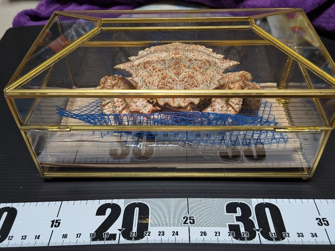 立体リアル標本飾り　トゲクリガニ　クリガニ　青森県産　陸奥湾　ガラスケース入り品