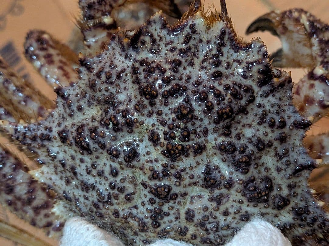 立体リアル標本飾り　トゲクリガニ　クリガニ　青森県産　陸奥湾　ガラスケース入り品