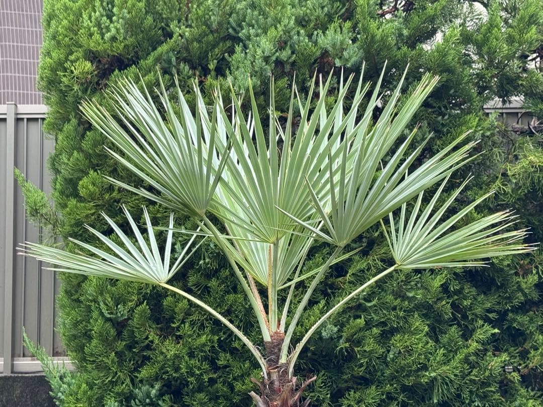 ブラヘアアルマータ