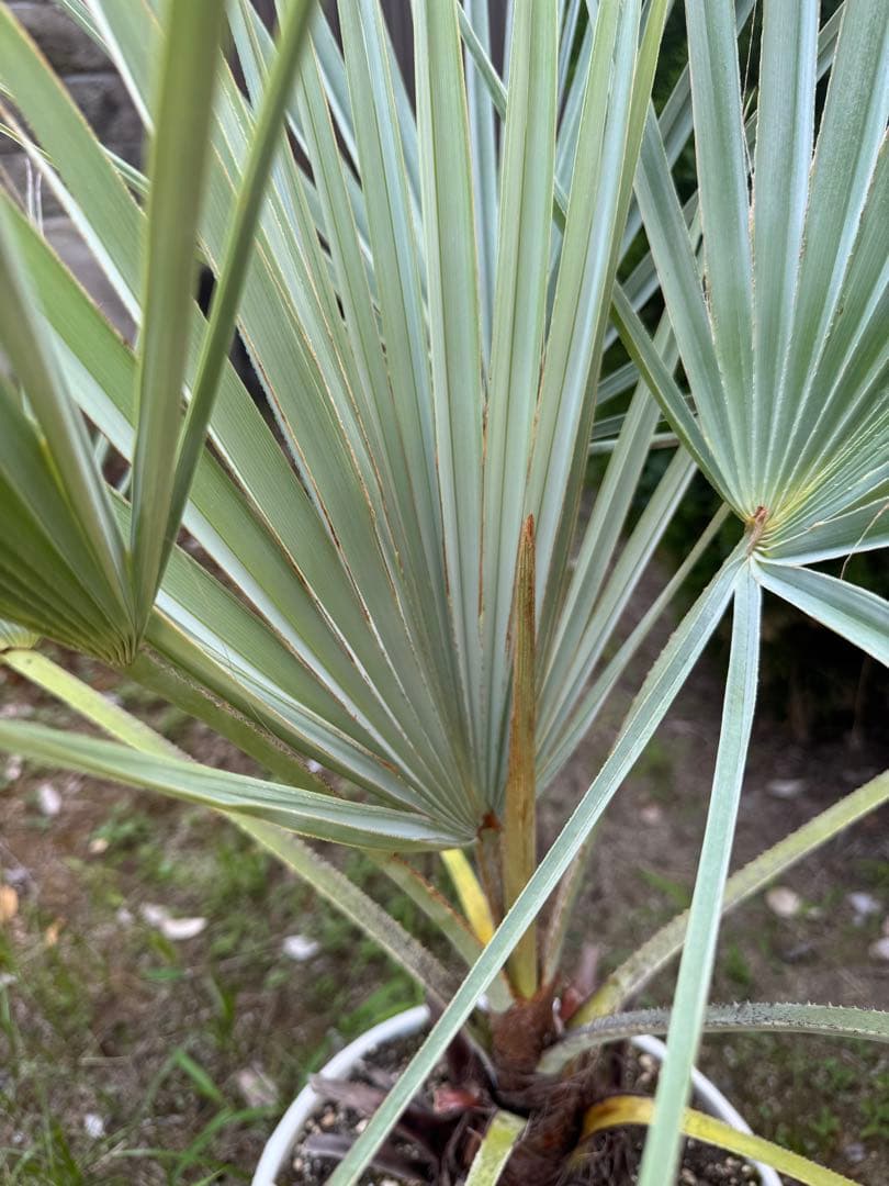 ブラヘアアルマータ