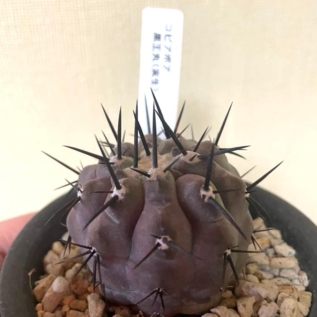 サボテン 黒王丸 コピアポア シネレア 実生 鉢付き