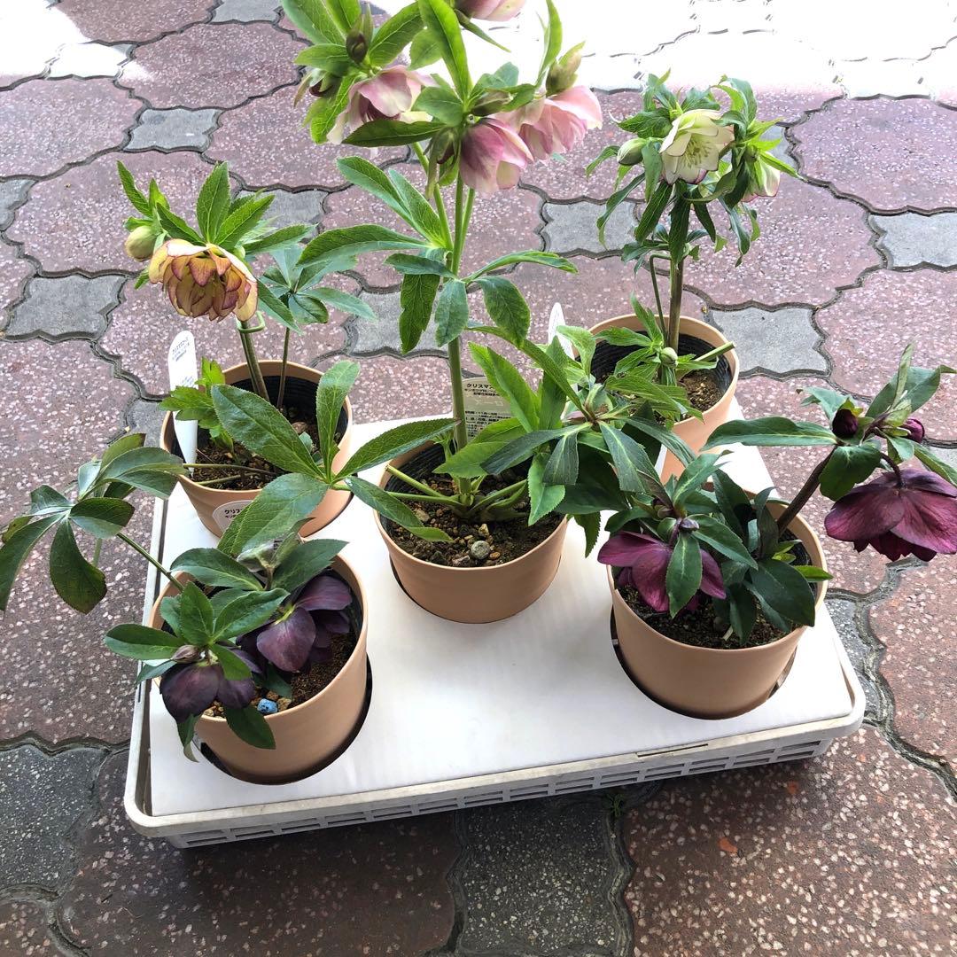 新春大特価 クリスマスローズ 八重 5種セット 平田園芸 花付き現品発送レア品種