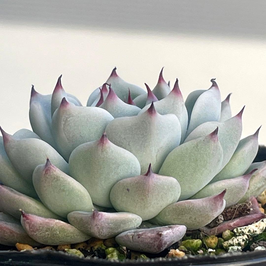 札付き！　人気　可愛い　ミックスベリア　そわそわ　抜き苗