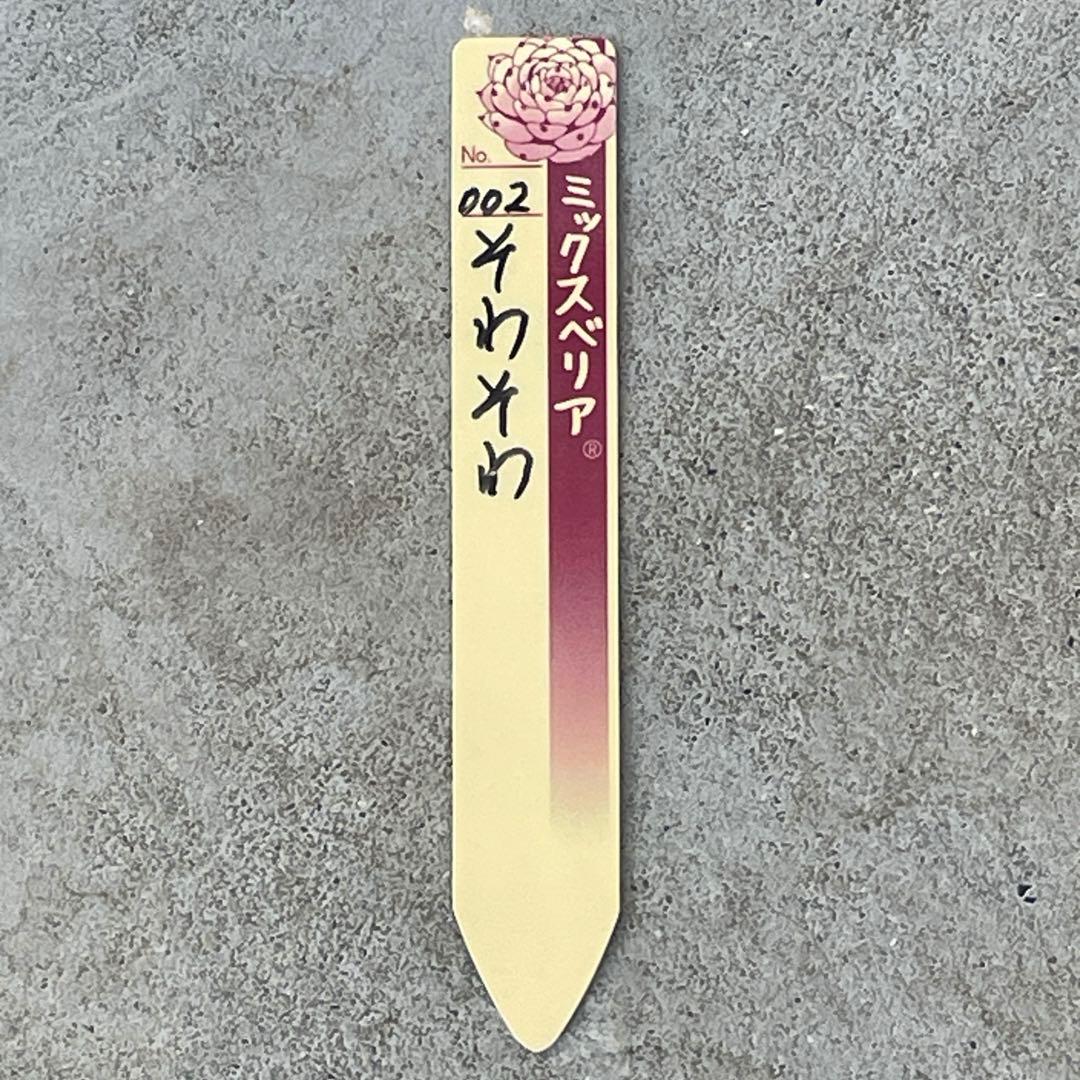 札付き！　人気　可愛い　ミックスベリア　そわそわ　抜き苗