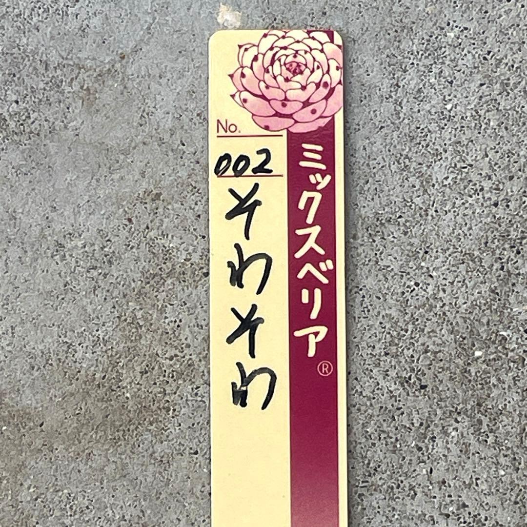 札付き！　人気　可愛い　ミックスベリア　そわそわ　抜き苗