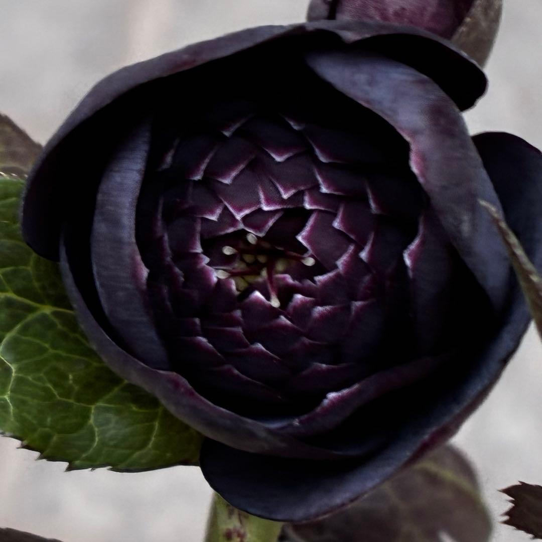 t*k様 3473☘️花付き☘️希少☘️極上☘️親株☘️⭐️黒⭐️多弁⭐️整形花