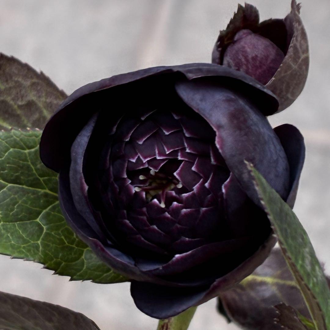 t*k様 3473☘️花付き☘️希少☘️極上☘️親株☘️⭐️黒⭐️多弁⭐️整形花