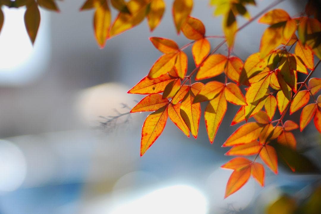 NIKKOR-H・C Auto 85mm F1.8 Ai改 中古現状品