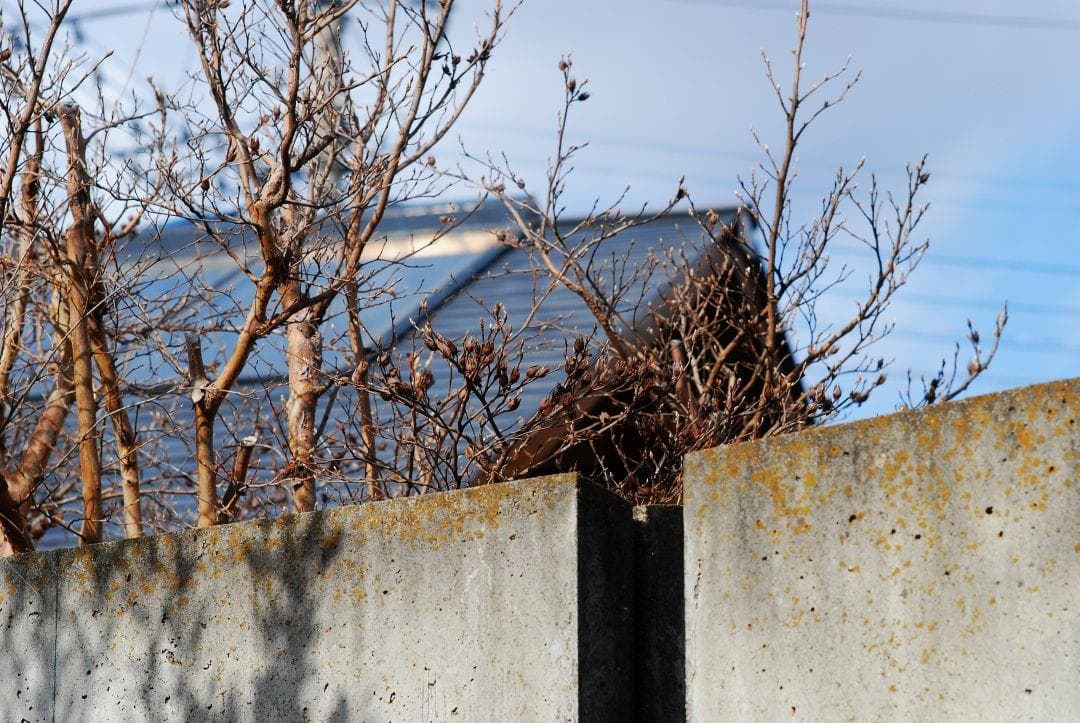 NIKKOR-H・C Auto 85mm F1.8 Ai改 中古現状品