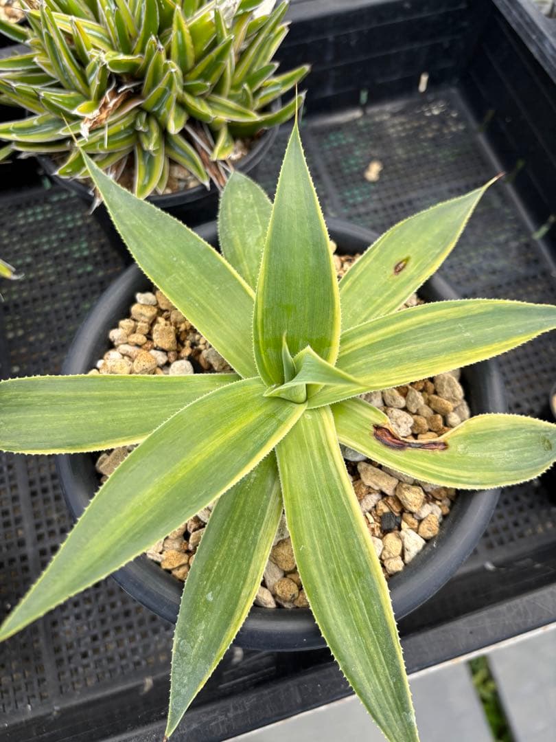 メルカリ便発送‼︎　ブルーフレーム　縞斑　鉢付き発送‼︎