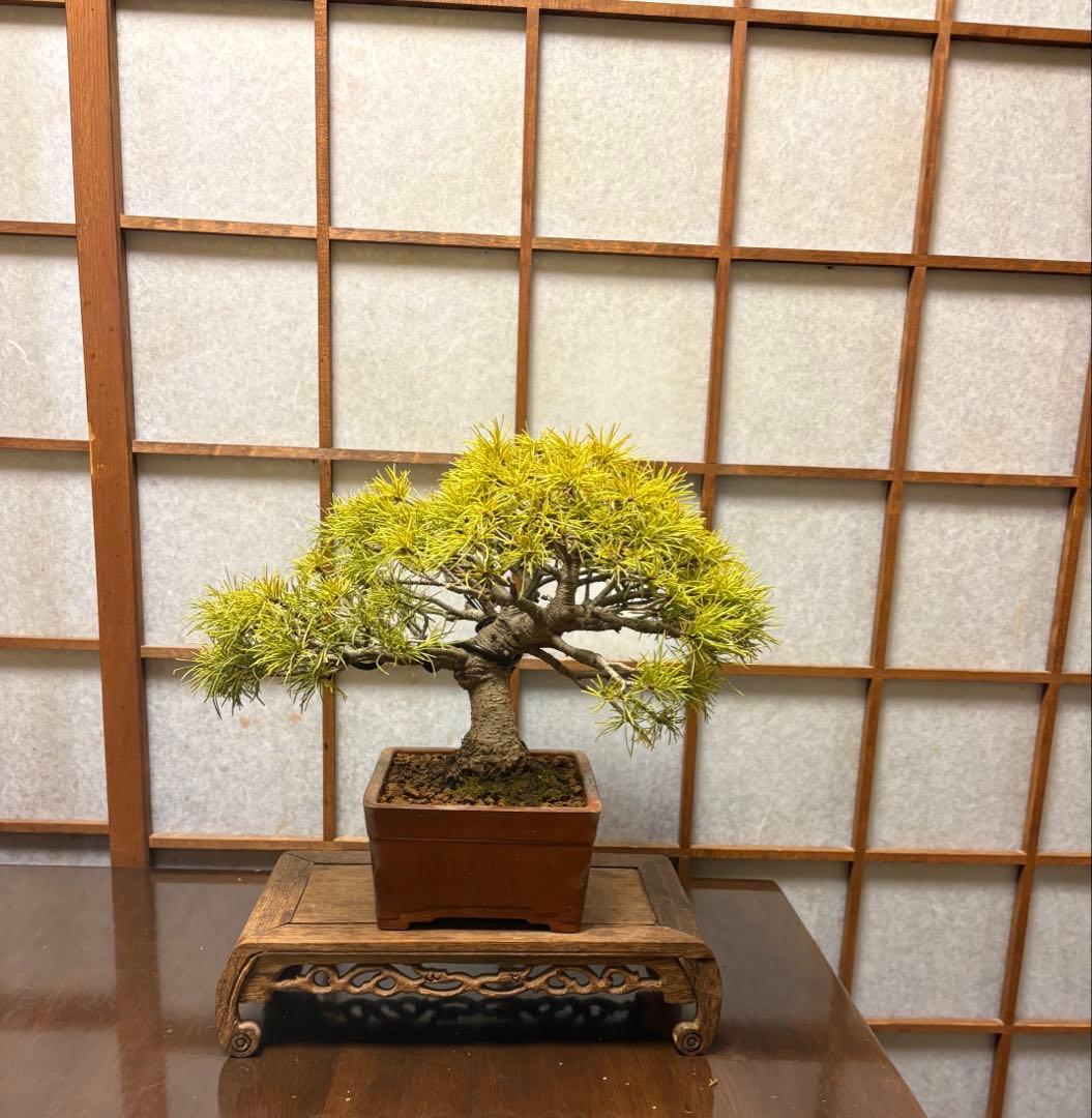 五葉松盆栽❗️見応えアリ❗️