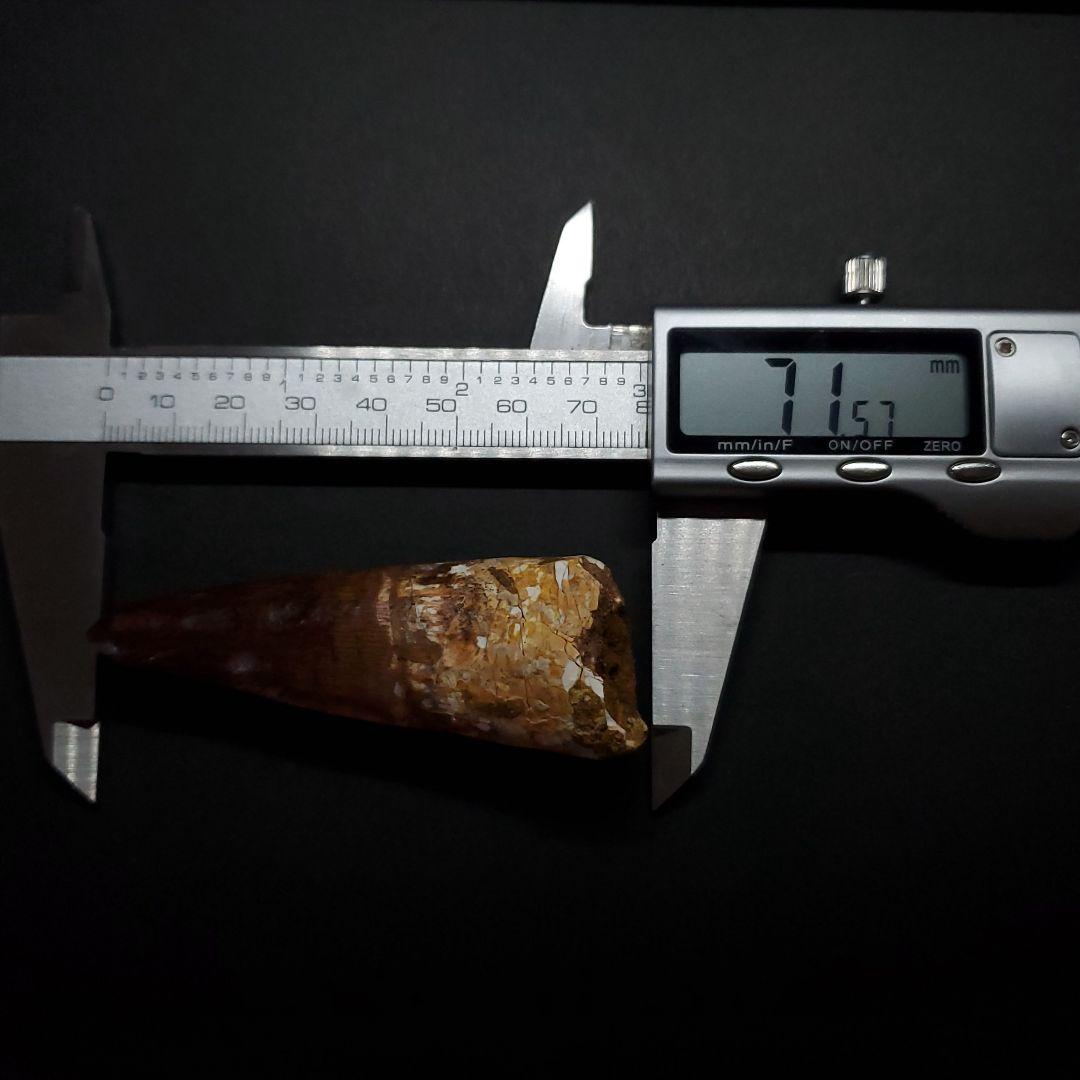 美品 スピノサウルス 本物 モロッコ産 71.57mm sp429