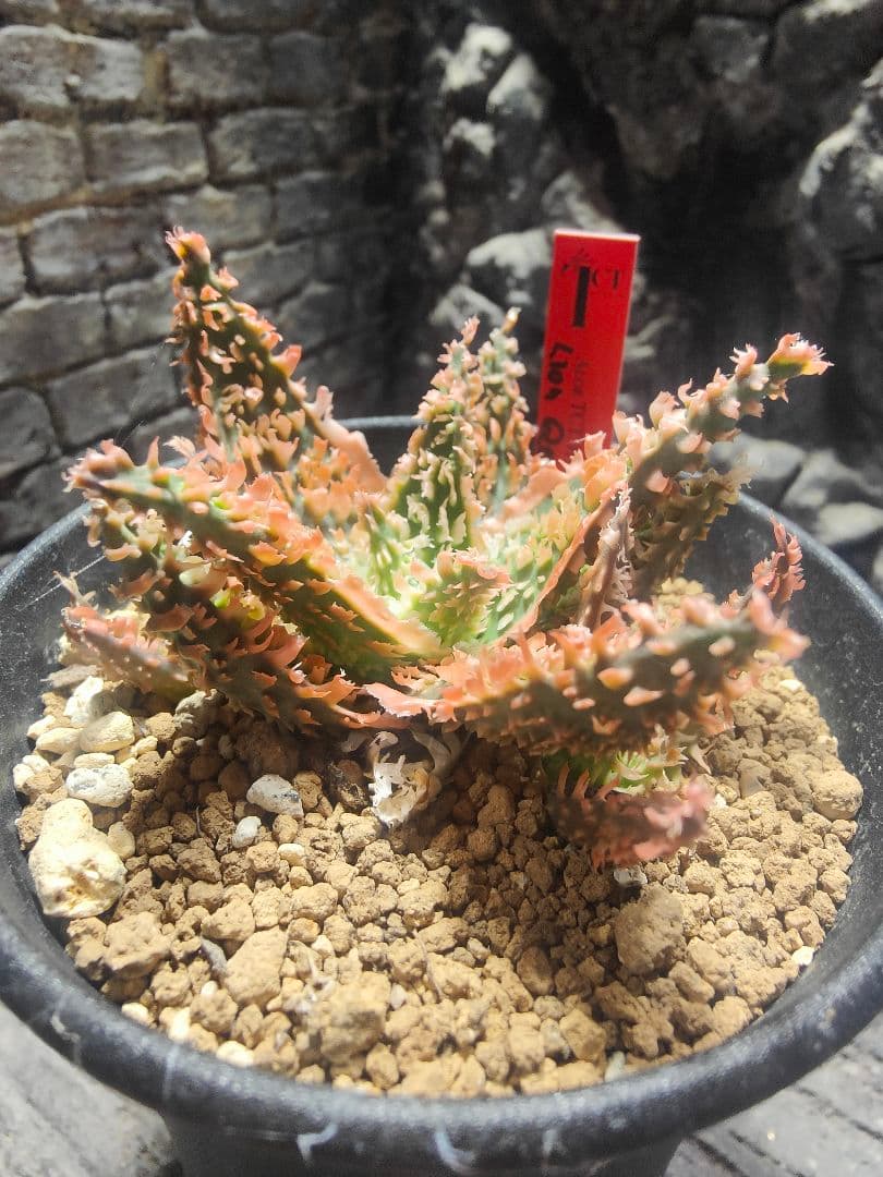 アロエ　TCTハイブリッド　ライオンクイーン　赤札　カキコ　G5