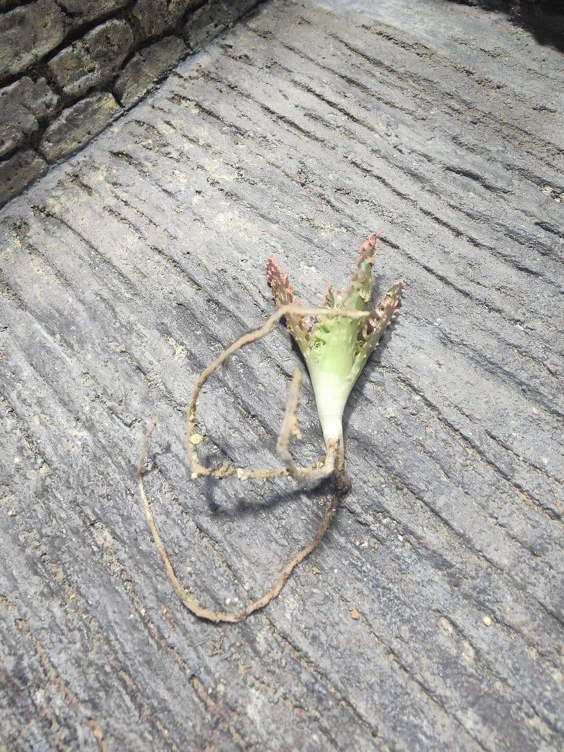 アロエ　TCTハイブリッド　ライオンクイーン　赤札　カキコ　G5