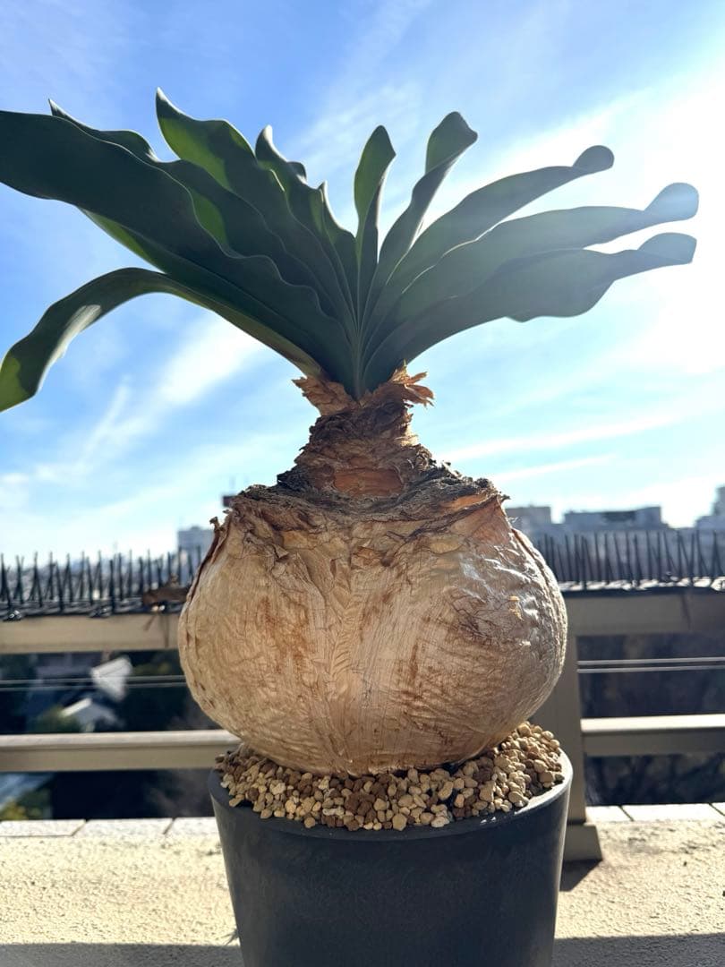 超美形 現地球ブーファン ハエマンソイデス 特大 発根済み