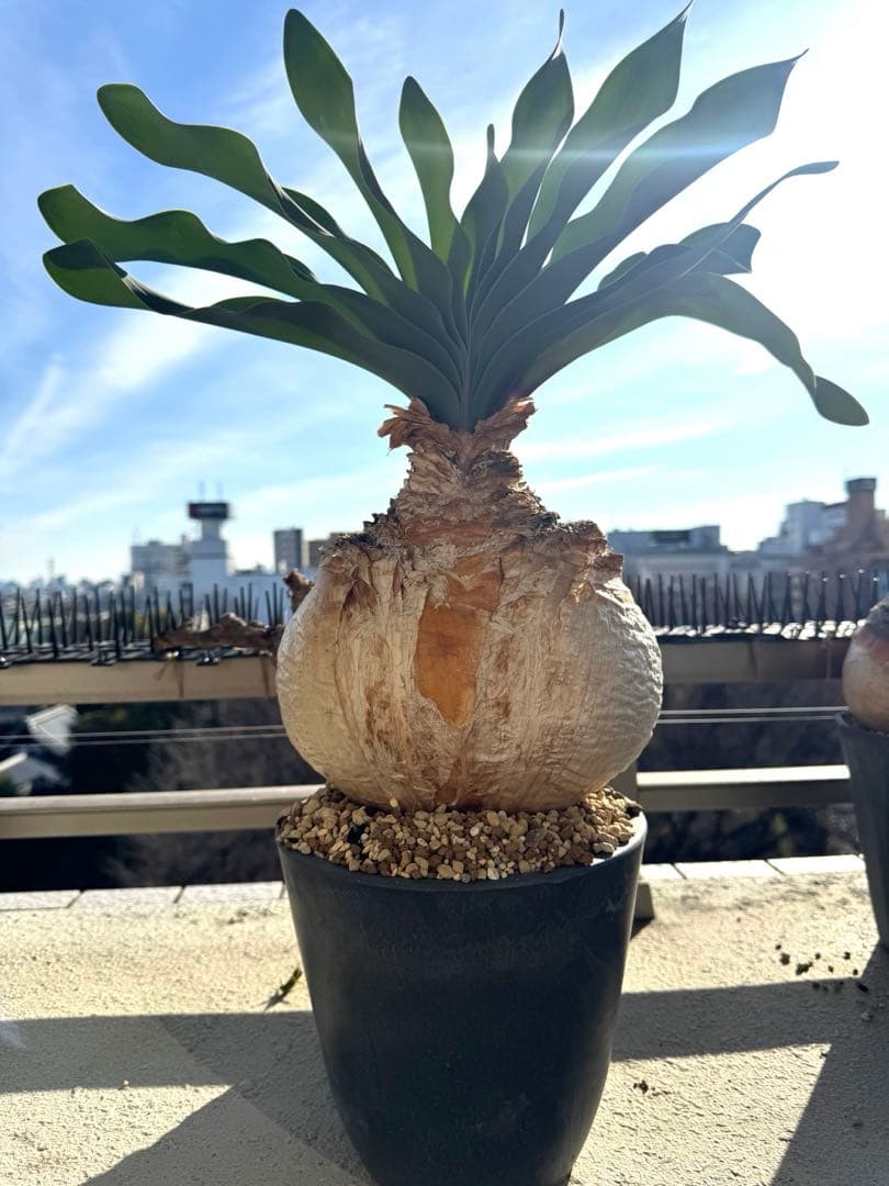 超美形 現地球ブーファン ハエマンソイデス 特大 発根済み