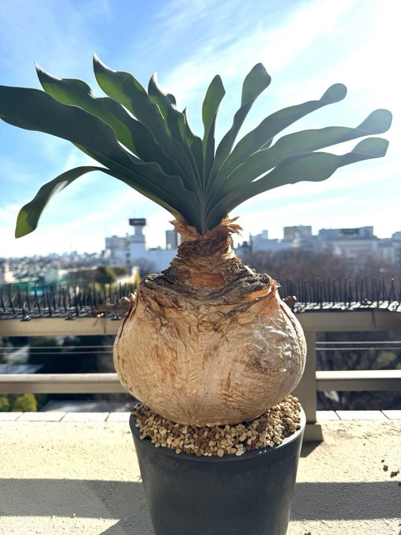 超美形 現地球ブーファン ハエマンソイデス 特大 発根済み