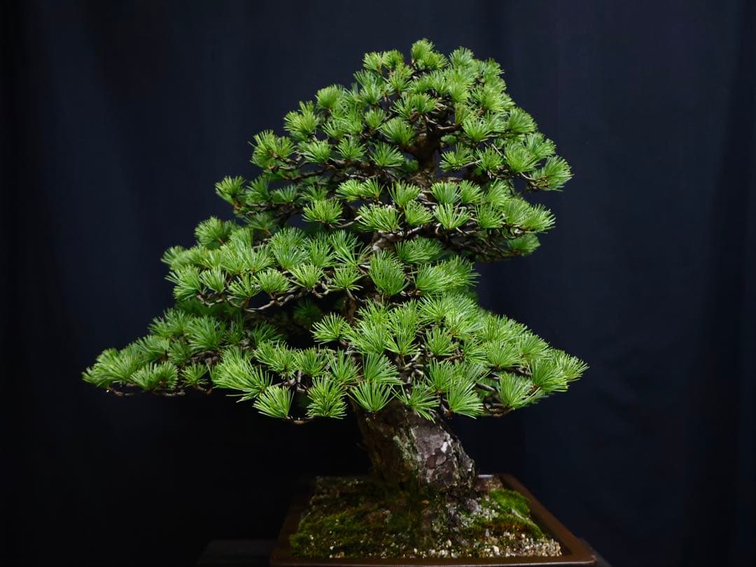 medabon 逸品 五葉松 山採り 太幹 盆栽 模様木 樹高60cm