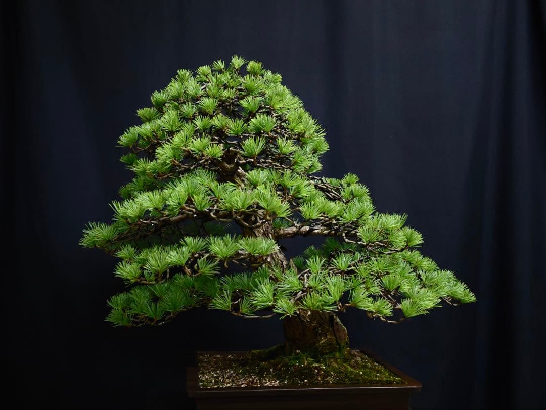 medabon 逸品 五葉松 山採り 太幹 盆栽 模様木 樹高60cm