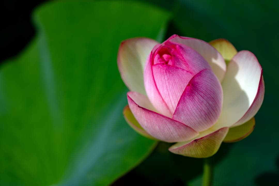 SONY α7 IV ミラーレス一眼カメラ