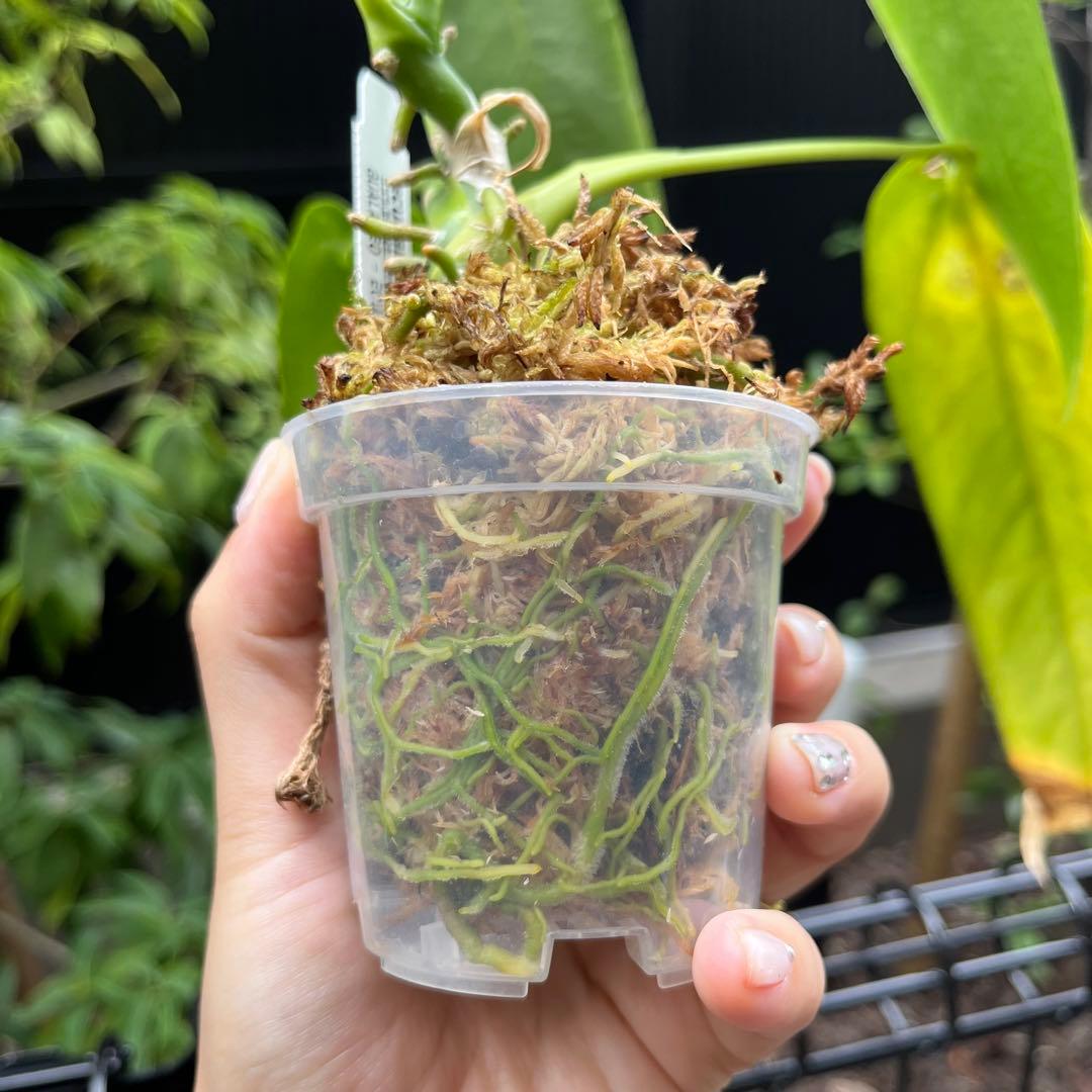 専用　154 warocqueanum Esmeralda アンスリウム