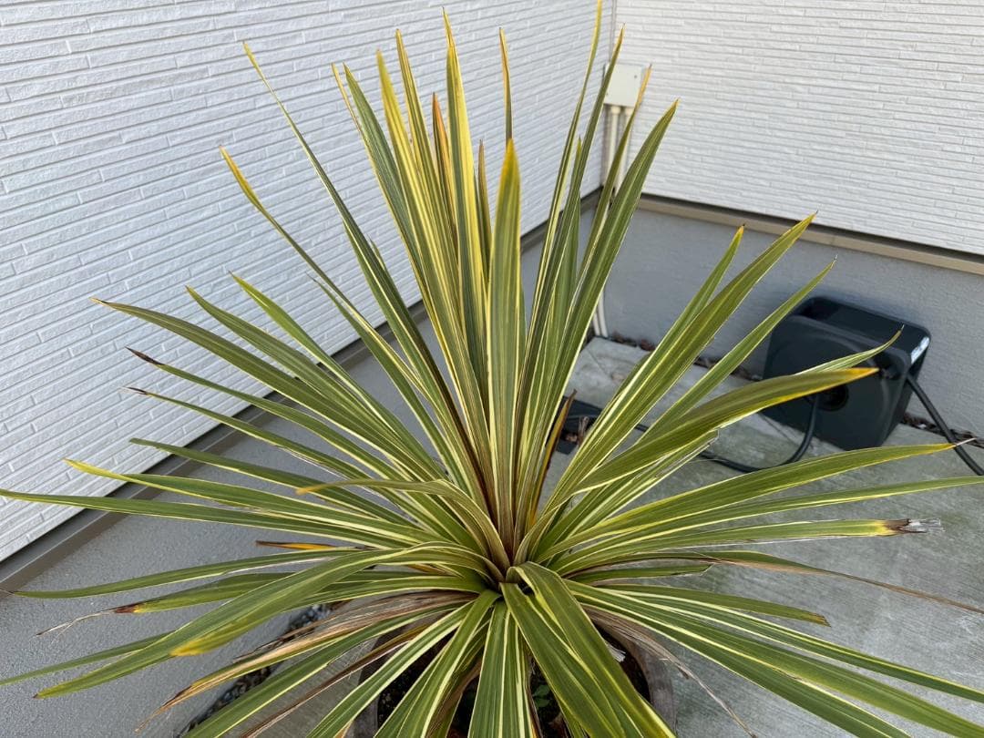 ☆展示品☆現品　コルジリネ　ト―ベイダズラー　ドラセナ　約135cm　引取限定