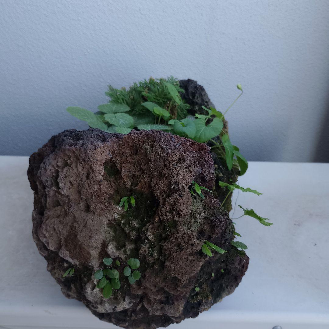 溶岩石 苔 ユキノシタ、イワヒバ ガーデニング植木鉢