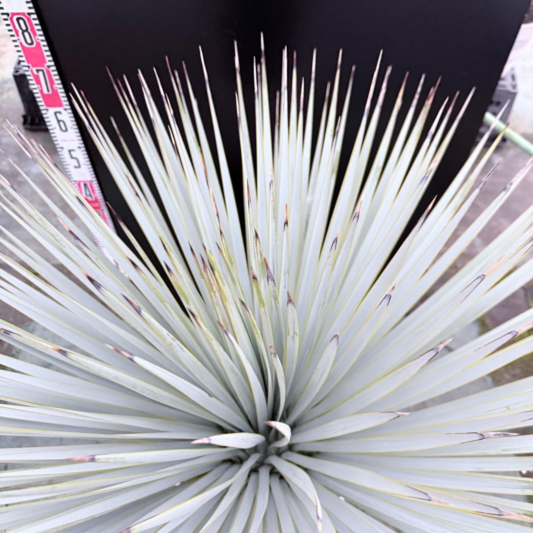【AL1146】ユッカ　ロストラータ　ホワイト個体　【ALBEROホワイト祭り】